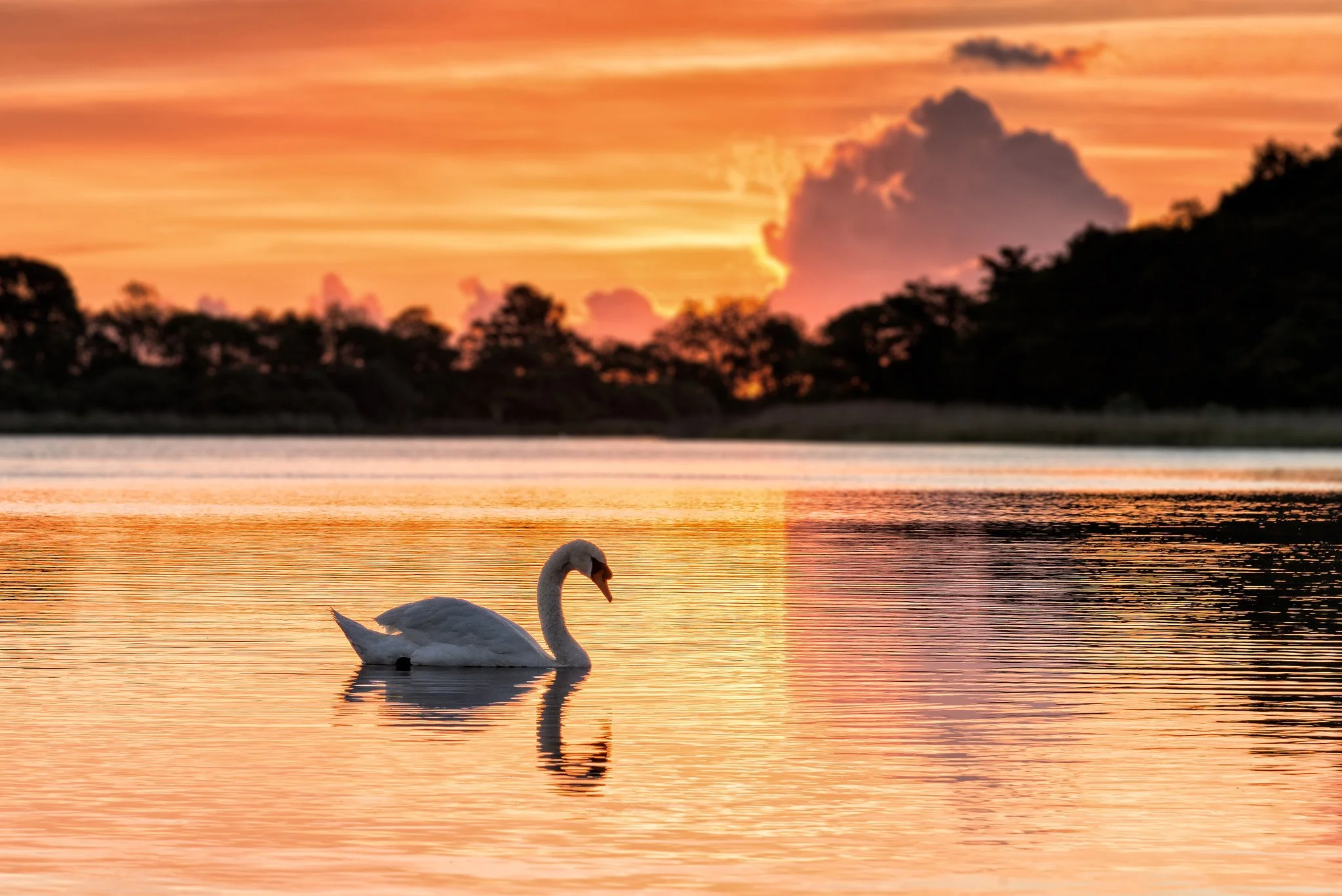 Lough Ree Tours gallery image